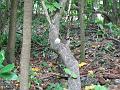 2-Cousin JCL_0113
